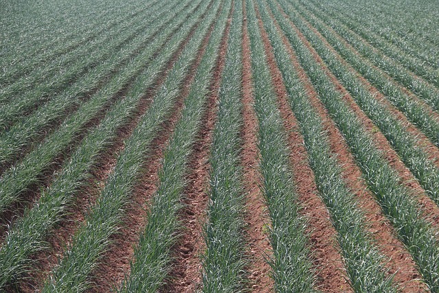 Placeholder photo of the Kangema Farm Life fields