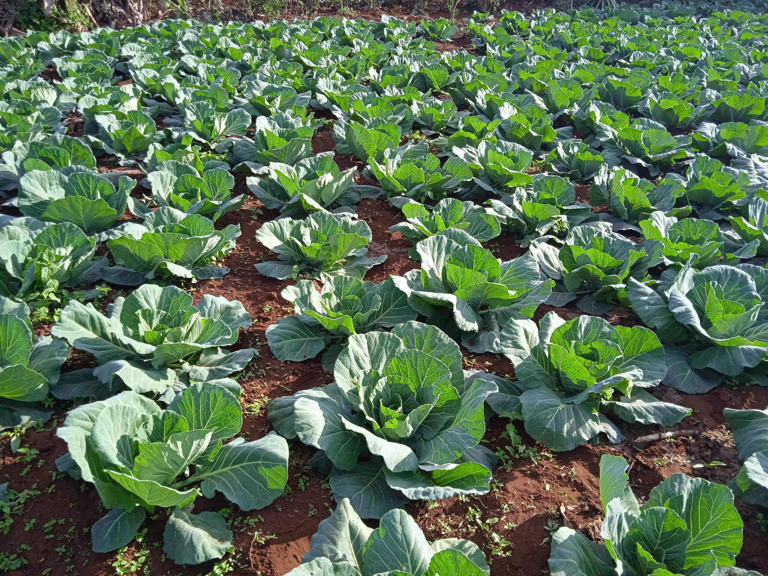 Cabbages placeholder image