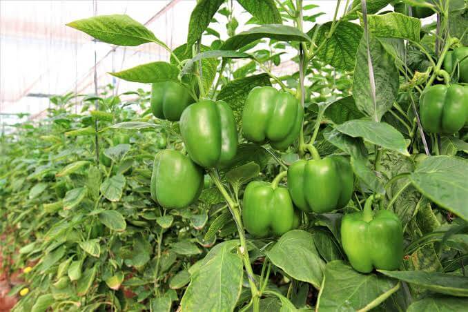 Capsicum, kales and onions placeholder image