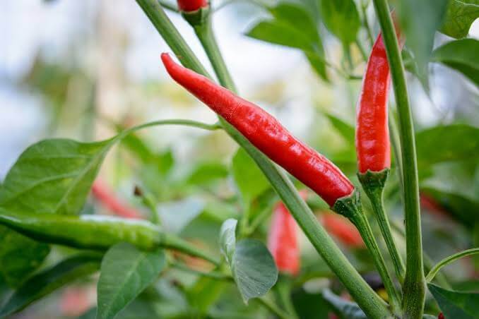 Chillies placeholder image