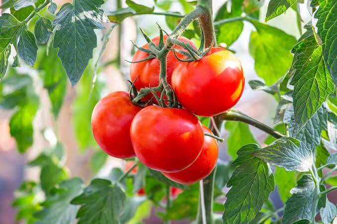 Tomatoes placeholder image